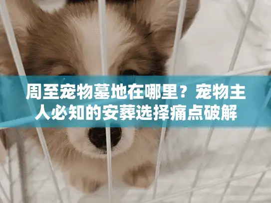 周至宠物墓地在哪里？宠物主人必知的安葬选择痛点破解