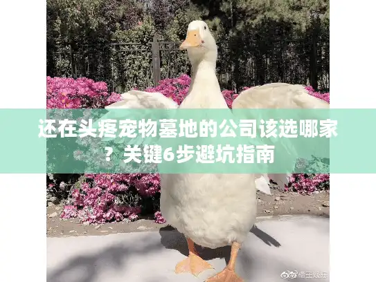 还在头疼宠物墓地的公司该选哪家？关键6步避坑指南