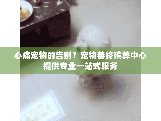 心痛宠物的告别？宠物善终殡葬中心提供专业一站式服务