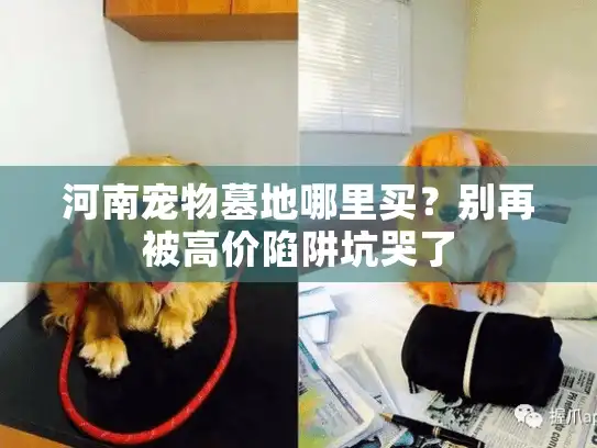 河南宠物墓地哪里买？别再被高价陷阱坑哭了