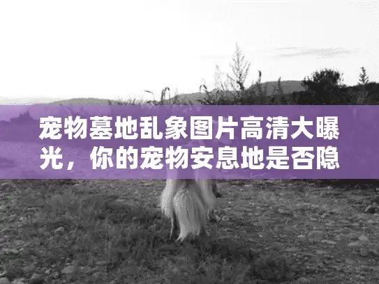 宠物墓地乱象图片高清大曝光，你的宠物安息地是否隐藏风险？