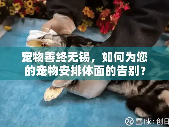 宠物善终无锡,如何为您的宠物安排体面的告别? 宠物善终无锡,如何为您的宠物安排体面的告别?