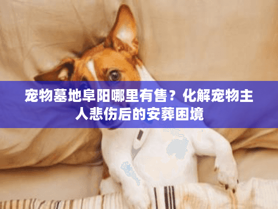 宠物墓地阜阳哪里有售？化解宠物主人悲伤后的安葬困境