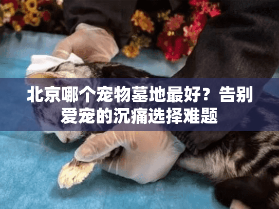 北京哪个宠物墓地最好？告别爱宠的沉痛选择难题