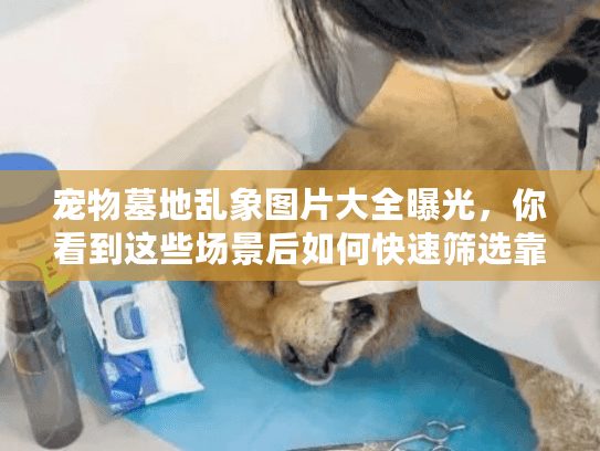 宠物墓地乱象图片大全曝光，你看到这些场景后如何快速筛选靠谱宠物殡葬服务？