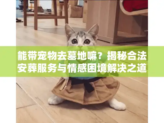 能带宠物去墓地嘛？揭秘合法安葬服务与情感困境解决之道