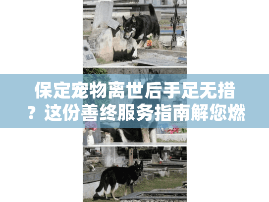 保定宠物离世后手足无措？这份善终服务指南解您燃眉之急