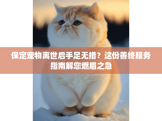 保定宠物离世后手足无措？这份善终服务指南解您燃眉之急
