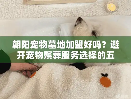朝阳宠物墓地加盟好吗？避开宠物殡葬服务选择的五大误区