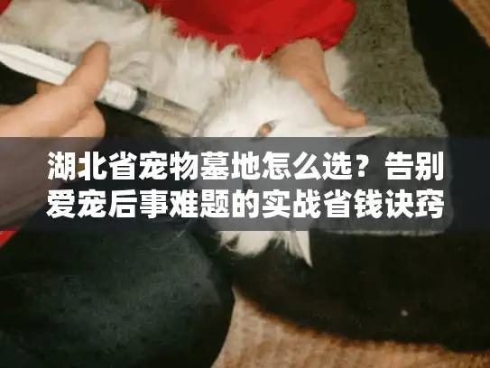 湖北省宠物墓地怎么选？告别爱宠后事难题的实战省钱诀窍！