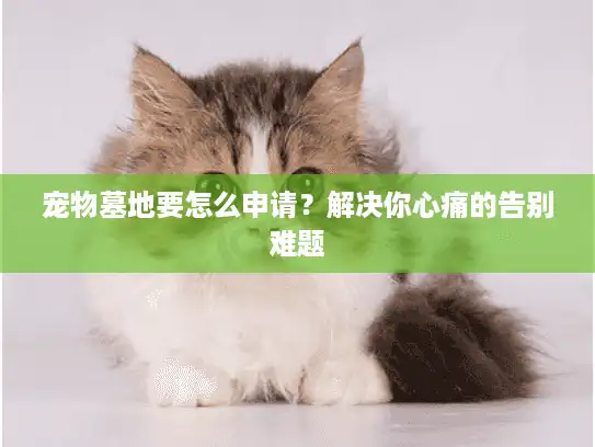 宠物墓地要怎么申请？解决你心痛的告别难题