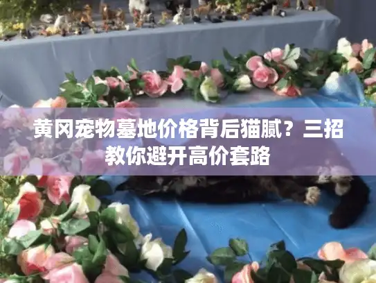 黄冈宠物墓地价格背后猫腻？三招教你避开高价套路