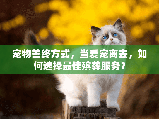 宠物善终方式,当爱宠离去,如何选择最佳殡葬服务? 宠物善终方式,当爱宠离去,如何选择最佳殡葬服务?