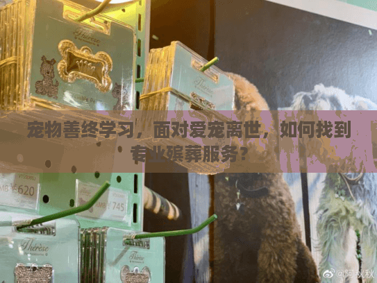 宠物善终学习，面对爱宠离世，如何找到专业殡葬服务？