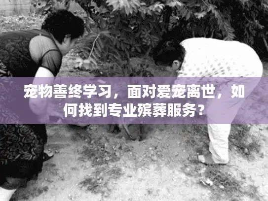 宠物善终学习，面对爱宠离世，如何找到专业殡葬服务？