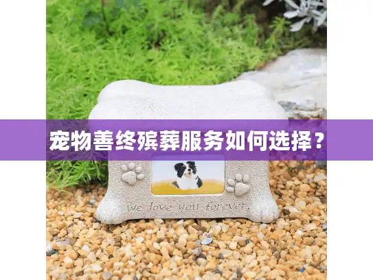 宠物善终殡葬服务如何选择？