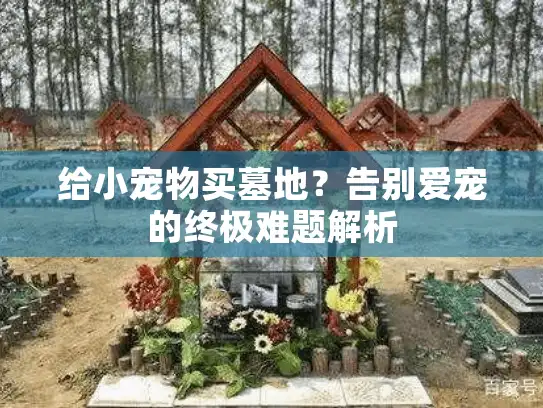 给小宠物买墓地？告别爱宠的终极难题解析