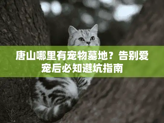 唐山哪里有宠物墓地？告别爱宠后必知避坑指南