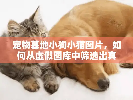 宠物墓地小狗小猫图片，如何从虚假图库中筛选出真诚服务？