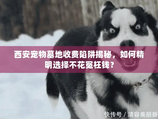 西安宠物墓地收费陷阱揭秘，如何精明选择不花冤枉钱？