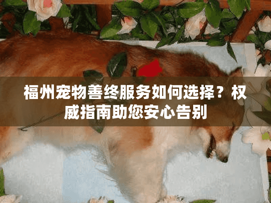 福州宠物善终服务如何选择？权威指南助您安心告别