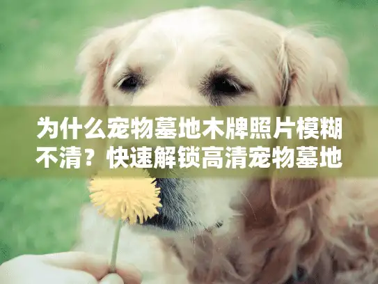 为什么宠物墓地木牌照片模糊不清？快速解锁高清宠物墓地木牌图片大全宝藏！