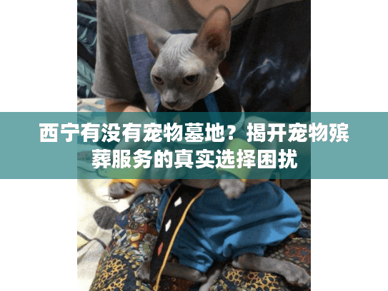 西宁有没有宠物墓地？揭开宠物殡葬服务的真实选择困扰