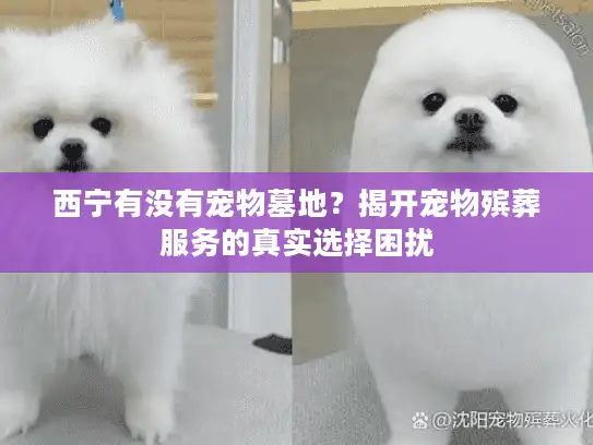 西宁有没有宠物墓地？揭开宠物殡葬服务的真实选择困扰