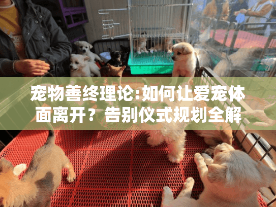 宠物善终理论:如何让爱宠体面离开？告别仪式规划全解