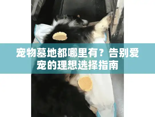 宠物墓地都哪里有？告别爱宠的理想选择指南