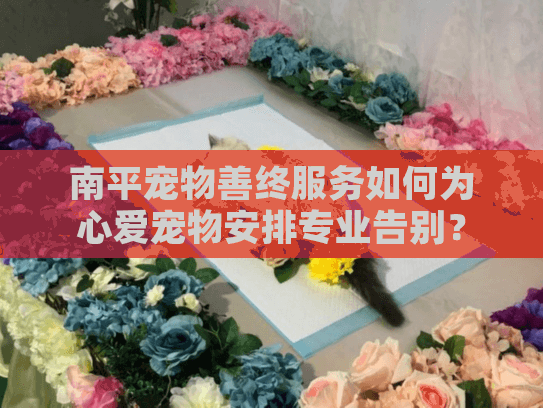 南平宠物善终服务如何为心爱宠物安排专业告别? 南平宠物善终服务如何为心爱宠物安排专业告别?