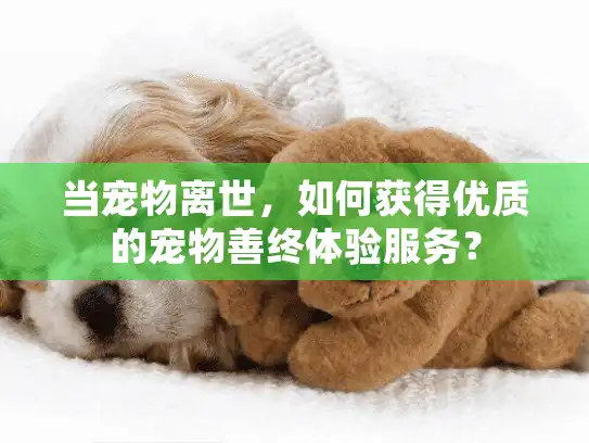 当宠物离世，如何获得优质的宠物善终体验服务？