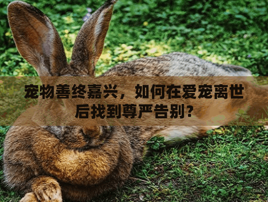 宠物善终嘉兴,如何在爱宠离世后找到尊严告别? 宠物善终嘉兴,如何在爱宠离世后找到尊严告别?