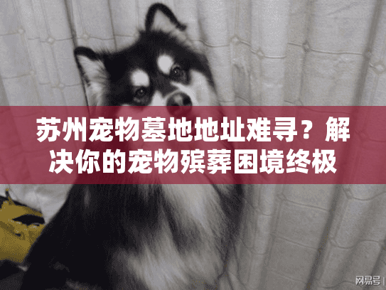 苏州宠物墓地地址难寻?解决你的宠物殡葬困境终极攻略 苏州宠物墓地地址难寻?解决你的宠物殡葬困境终极攻略