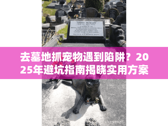 去墓地抓宠物遇到陷阱？2025年避坑指南揭晓实用方案