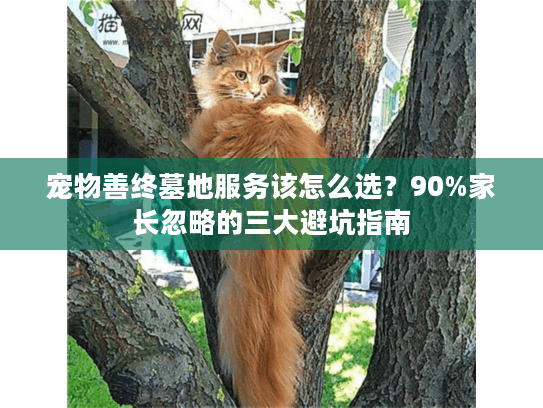 宠物善终墓地服务该怎么选？90%家长忽略的三大避坑指南