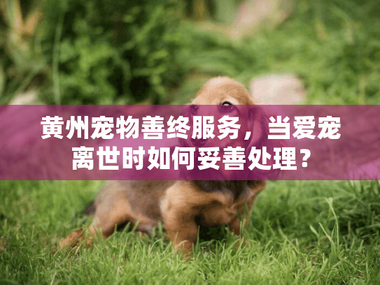 黄州宠物善终服务，当爱宠离世时如何妥善处理？