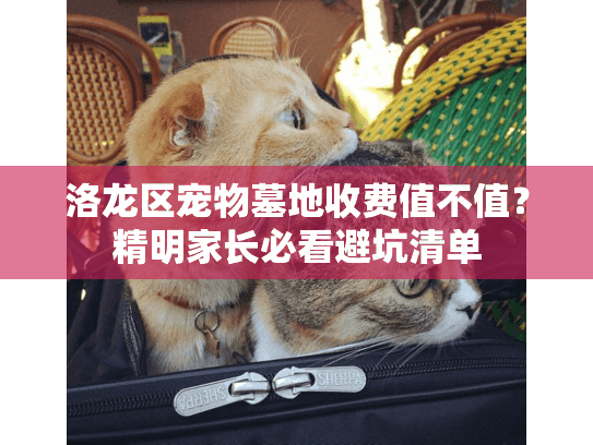 洛龙区宠物墓地收费值不值？精明家长必看避坑清单