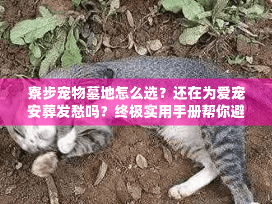寮步宠物墓地怎么选？还在为爱宠安葬发愁吗？终极实用手册帮你避坑