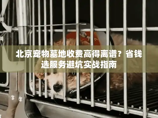 北京宠物墓地收费高得离谱？省钱选服务避坑实战指南