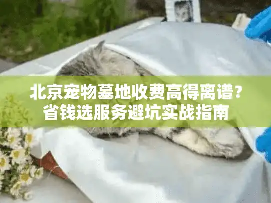 北京宠物墓地收费高得离谱？省钱选服务避坑实战指南