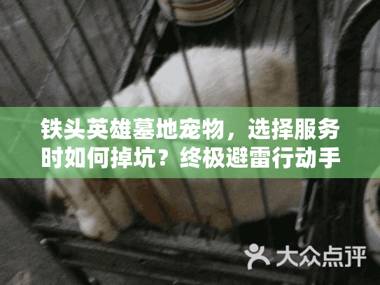 铁头英雄墓地宠物，选择服务时如何掉坑？终极避雷行动手册