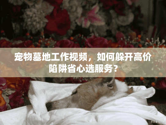 宠物墓地工作视频，如何躲开高价陷阱省心选服务？