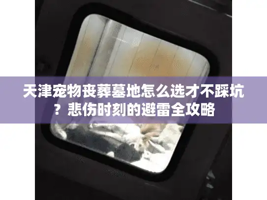 天津宠物丧葬墓地怎么选才不踩坑？悲伤时刻的避雷全攻略