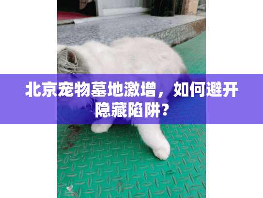 北京宠物墓地激增，如何避开隐藏陷阱？
