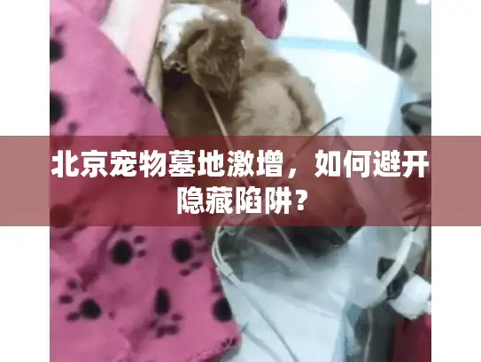 北京宠物墓地激增，如何避开隐藏陷阱？