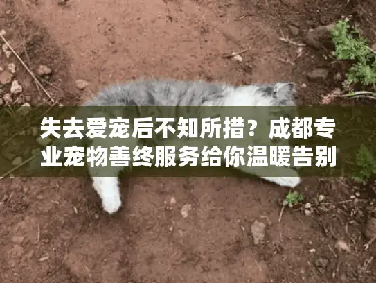 失去爱宠后不知所措?成都专业宠物善终服务给你温暖告别 失去爱宠后不知所措?成都专业宠物善终服务给你温暖告别