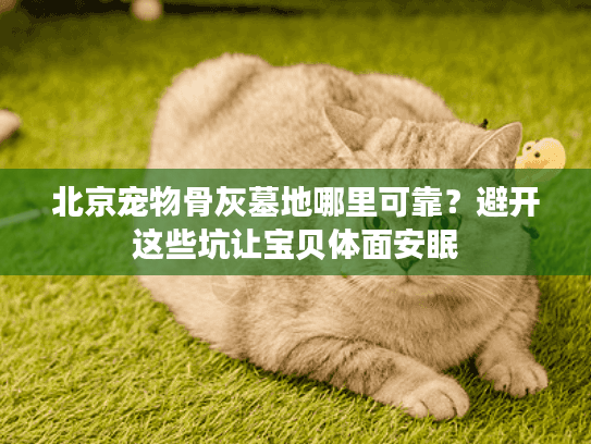 北京宠物骨灰墓地哪里可靠？避开这些坑让宝贝体面安眠