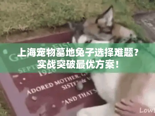 上海宠物墓地兔子选择难题？实战突破最优方案！