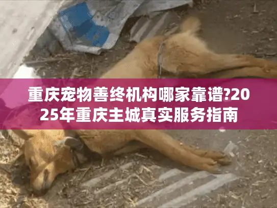 重庆宠物善终机构哪家靠谱?2025年重庆主城真实服务指南 重庆宠物善终机构哪家靠谱?2025年重庆主城真实服务指南